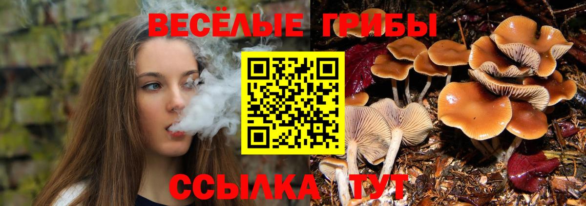 Галлюциногенные грибы Cubensis  Вход с VPN  Луга  Псилоцибиновые грибы прущие грибы 